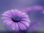 Purple Blue Flower