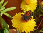 Small Copper