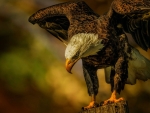 Bald Eagle