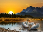 Sunset -  Swans