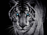 Black and White Tiger