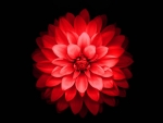 Red Flower