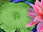 Lily Pad an Lotus