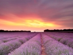 lavender field
