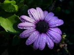 Purple daisy
