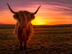 Sunset Cow