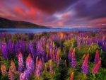 Lupines Lake