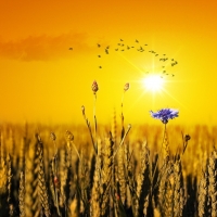 Flower in a Cornfield