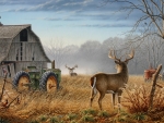 whitetail deer
