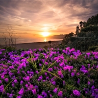 the splendor of dawn