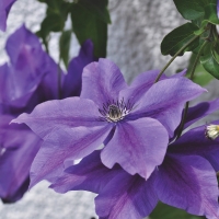 clematis