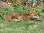 The Panting Fox