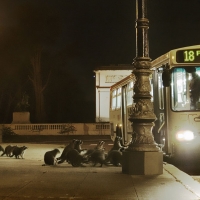 Coons taking the Bus.