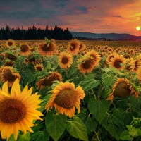 Sunflower Field