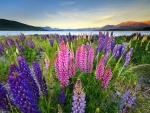 Field of lupine flowers