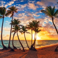 Palm trees and tropical beach