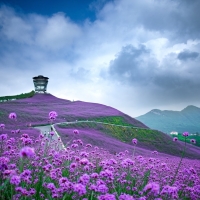 Purple Field of Flowers in China
