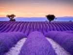 Beautiful Lavender Field