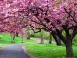 Park trees in blossom