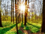 Sun Rays Through The Forest