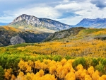 Aspens Trees Forest In Kebler Pass, Colorado