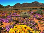Namaqua