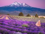 Lavender Field