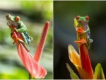FROG COLLAGE