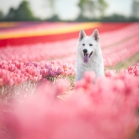 Swiss Shepherd Surrounded by Tulips