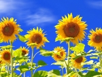 Yellow sunflowers