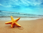 Starfish on the sand