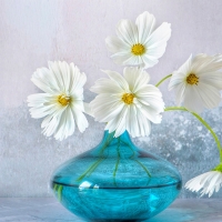 white cosmos