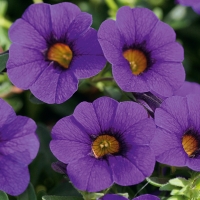 Calibrachoa