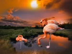 Flamingos on the lake at sunset