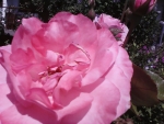 Pretty pink rose