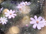 Flowers in garden