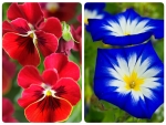 FLOWER COLLAGE