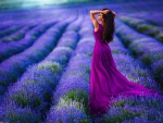 Morning in Lavender Field