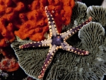Starfish in Goat Island