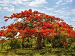 Flamboyant Tree