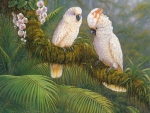 Cockatoo Couple