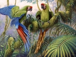 Military Macaws