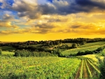 Vineyard under a golden sky