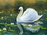 White Swan