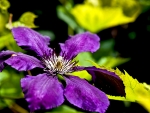 Bursting Clematis