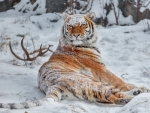 siberian tiger