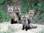 Baby foxes