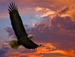 Eagle