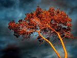 Orange Tree and Gray Sky