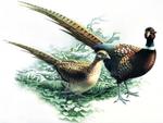 pheasants
